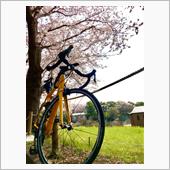桜もピークを越えて