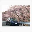 みんカラ投稿企画！愛車と桜！