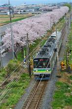 桜トレイン