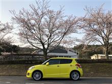 チャッキーくん、桜の木の下で(・∀・)