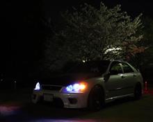 2019年&quot;夜桜&quot;
