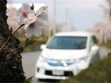 みんカラ投稿企画！愛車と桜！