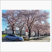 みんカラ投稿企画！愛車と桜！ ...