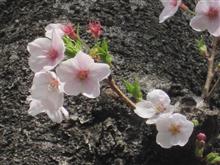みんカラ投稿企画！愛車と桜！