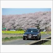 みんカラ投稿企画！愛車と桜！
