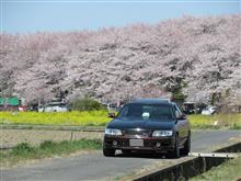 みんカラ投稿企画！愛車と桜！