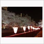 2019 年 中目黒  桜  ...