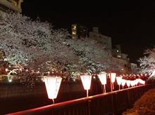2019 年 中目黒  桜 ソメイヨシノ