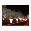 2019 年 中目黒  桜 ソメイヨシノ