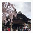 十三詣り#2-2〜随心院から醍醐寺🌸