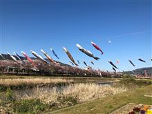 垂井町 相川鯉のぼり