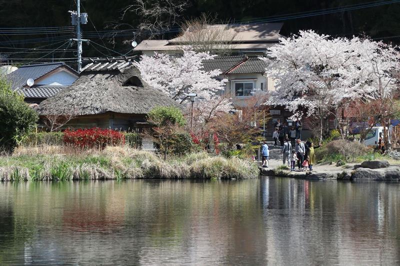 4 6 7 桜を楽しんだ後は由布院から耶馬渓へドライブ 元きないろzc32 Tokuのブログ 自粛警察所属の方はスルーするか見ないで下さい 今だけのタイトルです みんカラ 4 6 7 桜を楽しんだ後は由布院から耶馬渓へドライブ 元きないろzc32 Tokuのブログ 自粛警察所属の方はスルーするか見ないで下さい 今だけのタイトルです みんカラ