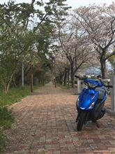 みんカラ投稿企画！愛車と桜！