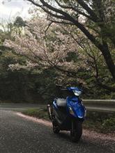 みんカラ投稿企画！愛車と桜！