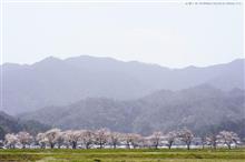 2019 桜 ~ まちのさくら2nd ~ 2019 桜 ~ まちのさくら2nd ~