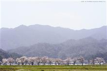 2019 桜　～ まちのさくら2nd ～