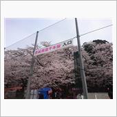 【赤城南面千本桜】・・・。
