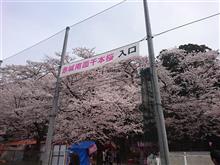 【赤城南面千本桜】・・・。