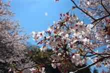 みんカラ投稿企画！愛車と桜！