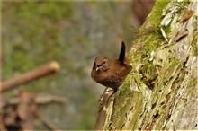 神奈川の林道に探鳥