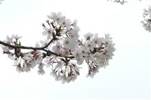 桜並木に梨畑