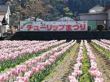 チューリップ祭り