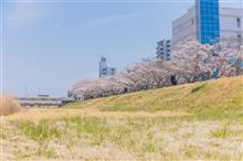 撮影2019春～千波公園と桜川沿いの桜～