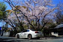 みんカラ投稿企画！愛車と桜！
