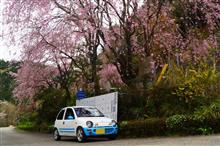 桜が散った?なら、咲いている所へ行けば良い!2019年バージョン。 桜が散った?なら、咲いている所へ行けば良い!2019年バージョン。