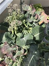 お花に蕾?が付きました・・・ お花に蕾?が付きました・・・