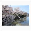 桜の季節は終わったけど