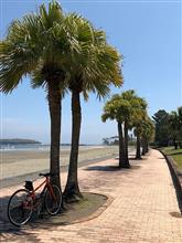 初夏の陽気なので自転車