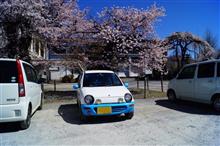 桜前線捕獲大作戦。桜吹雪を駆け抜けろ!~その2~ 桜前線捕獲大作戦。桜吹雪を駆け抜けろ!~その2~