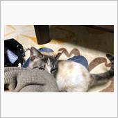 0321木 帰省往路（鉄むす ...