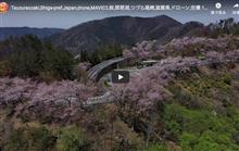 【空撮】つづら尾崎、桜、琵琶湖、滋賀県