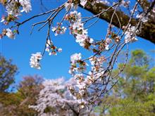 小金井公園 C63と名残りの桜