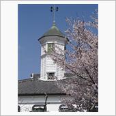 サクサク咲く佐久の桜