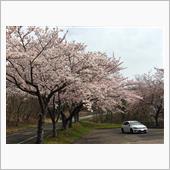 サラッと桜巡り