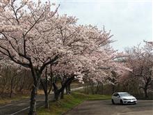 サラッと桜巡り