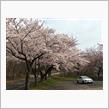 サラッと桜巡り