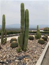 メキシコと言えば、これ