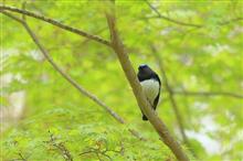GW鳥撮り第3弾は、御殿場市の富士山麓へ