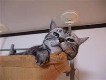 2019年4月(平成最後)の猫神様の日 #猫 #偲ぶ #体重測定 2019年4月(平成最後)の猫神様の日 #猫 #偲ぶ #体重測定