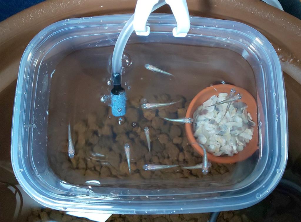 メダカ飼育日記 pensukeのブログ Pensuke みんカラ メダカ飼育日記 pensukeのブログ Pensuke みんカラ