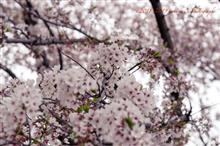 春の花散歩(その1) 春の花散歩(その1)