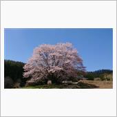 群馬県の天王桜