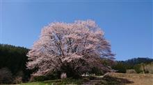 群馬県の天王桜