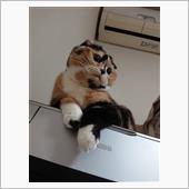 連続冷やかし襲撃(//∇//)
