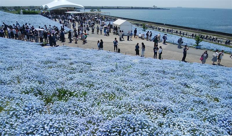 大阪舞洲 ネモフィラ祭り 19 やまっちapのブログ Always Premacy みんカラ 大阪舞洲 ネモフィラ祭り 19 やまっちapのブログ Always Premacy みんカラ