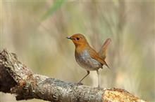 GW鳥撮り第5弾の最後は、標高1500m　峠の野鳥 再訪